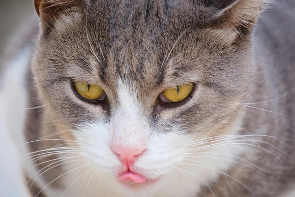 Optimale ernährung für die pcos-therapie: innovative ansätze zur unterstützung von frauen mit polyzystischem ovarsyndrom